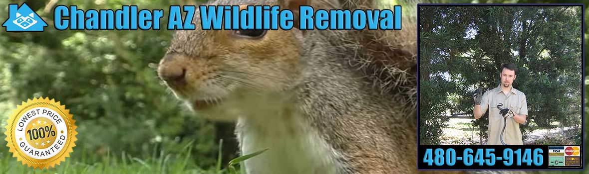 Chandler Wildlife and Animal Removal